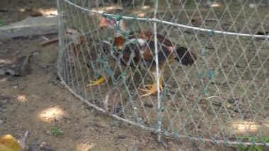 Çiftlikteki bir tavuk