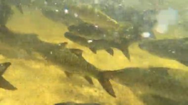 Kiriwong Köyü, Nakhon Si Thammarat, Tayland 'daki Wang Mai Pak şelalesinde Mahseer dikenli balık..
