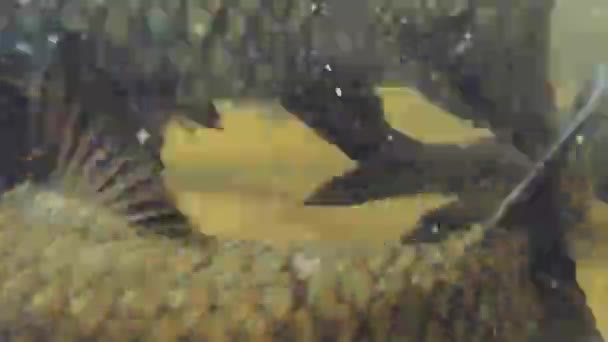 Mahseer barb fish in wang mai pak waterfall in kiriwong village, Nakhon Si Thammarat, Thaïlande.