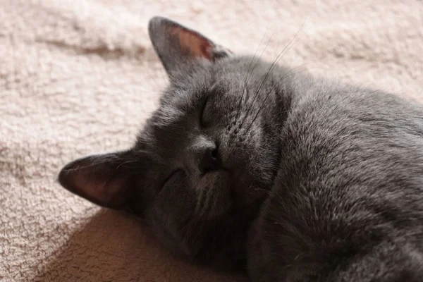 Den Grå Katten Sover — Stockfoto