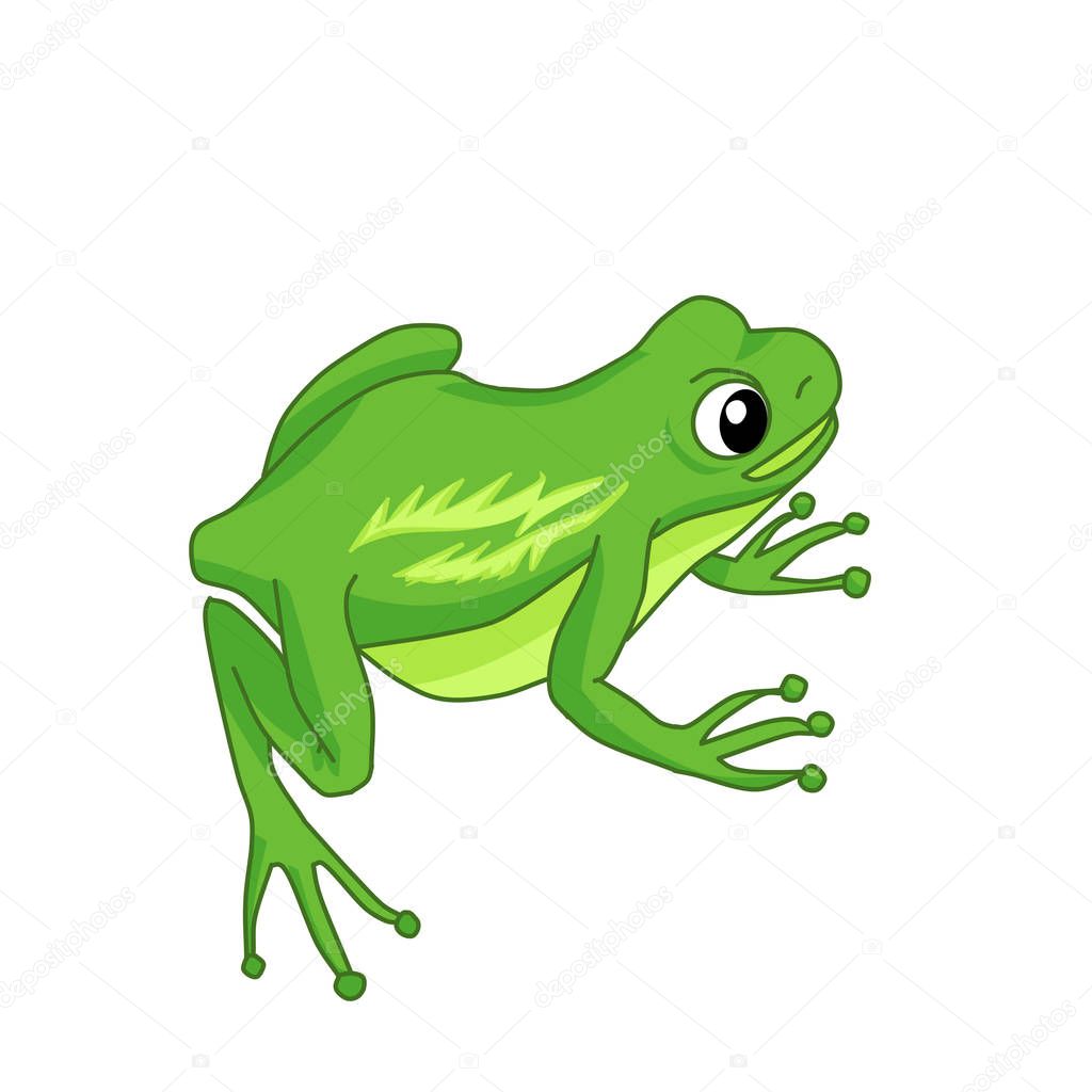 A sitting green frog on a white background. Isolated vector illustration in a cartoon style. Poster, t-shirt design print.
