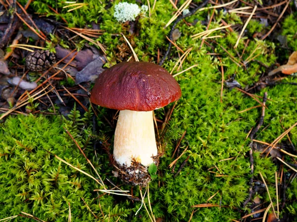 Дикий органічний білий гриб у лісі — стокове фото