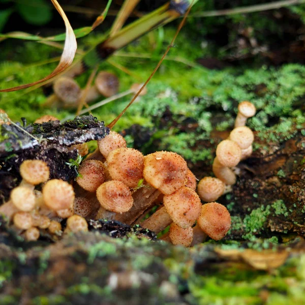 Manojo de champiñones jóvenes que crecen en el bosque — Foto de Stock