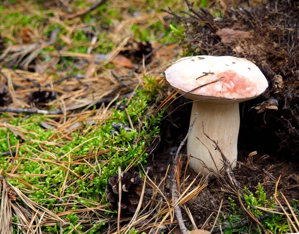 Wild organic white mushroom in the forest — Stock Photo, Image