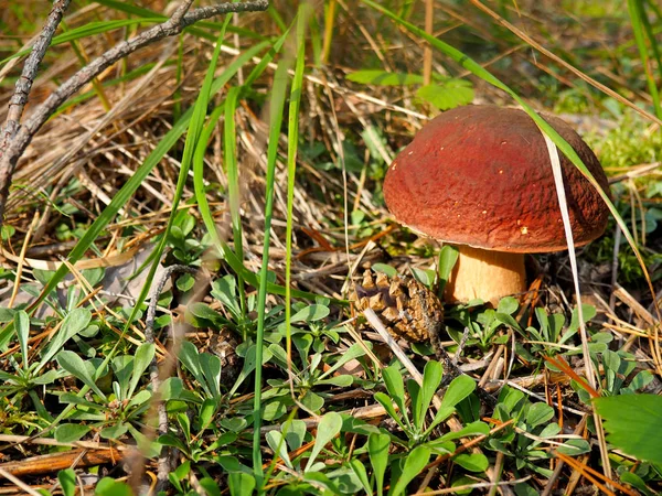 Wild biologische witte paddestoelen in het bos — Stockfoto