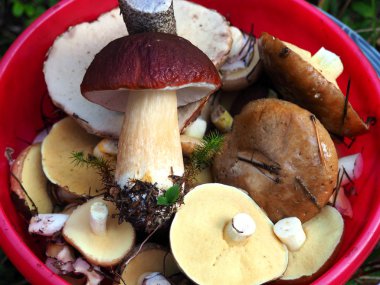 Organik beyaz mantar bir kova