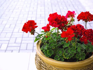 Kırmızı sardunya çiçekleri