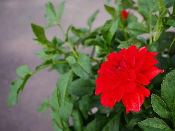 Red dahlia flowers blooming in the garden — Stock Photo, Image