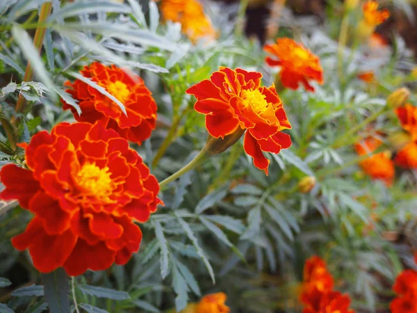 Summer background with blooming marigold flowers. — Stock Photo, Image