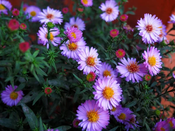 Violet asters flowerbed — Stock Photo, Image