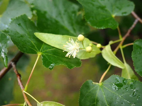 林登树在绽放与潮湿的叶子在雨以后 — 图库照片