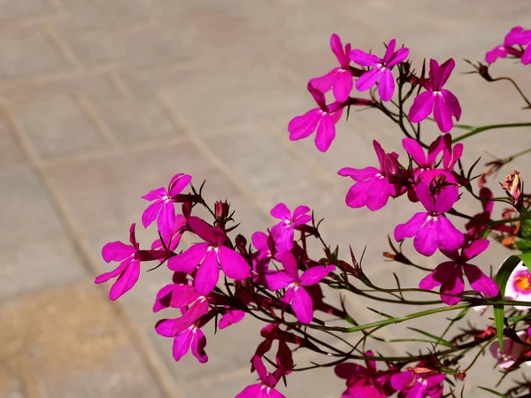 Fioritura fiori di lobelia — Foto Stock