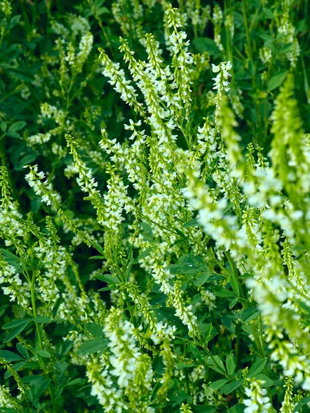 Melilotus albus flowers on meadow — Stock Photo, Image