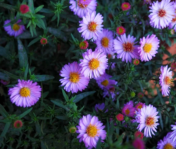 Violet asters flowerbed — Stock Photo, Image