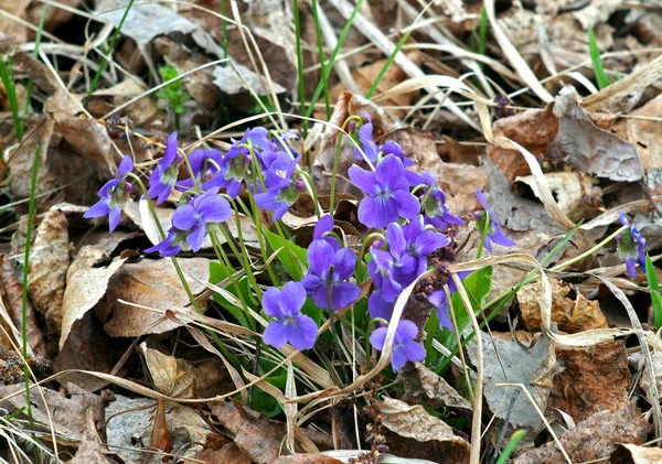 Blooming Viola odorata, Sweet Violet, Wood violet, English Violet, Common Violet, or Garden Violet — Stock Photo, Image