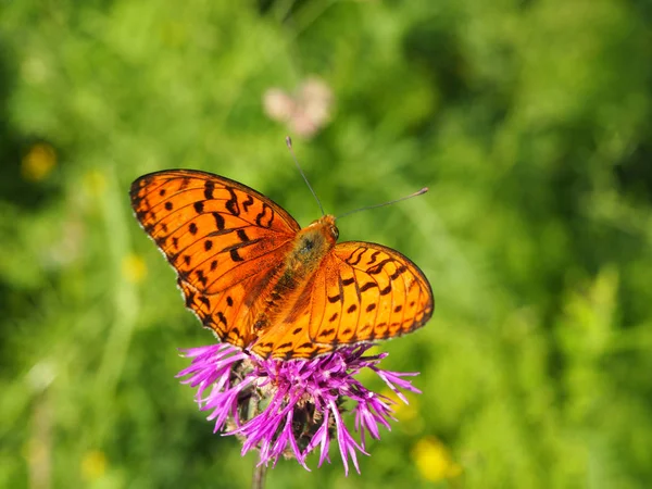 Closeup Πορτοκαλί Πεταλούδα Στο Λουλούδι Καφέ Knapweed — Φωτογραφία Αρχείου