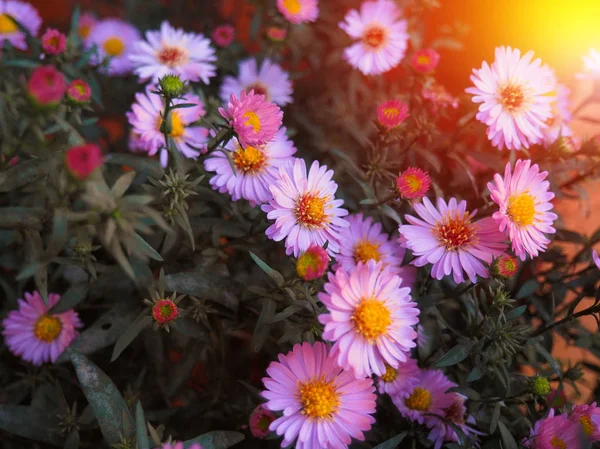 Violet asters flowerbed — Stock Photo, Image