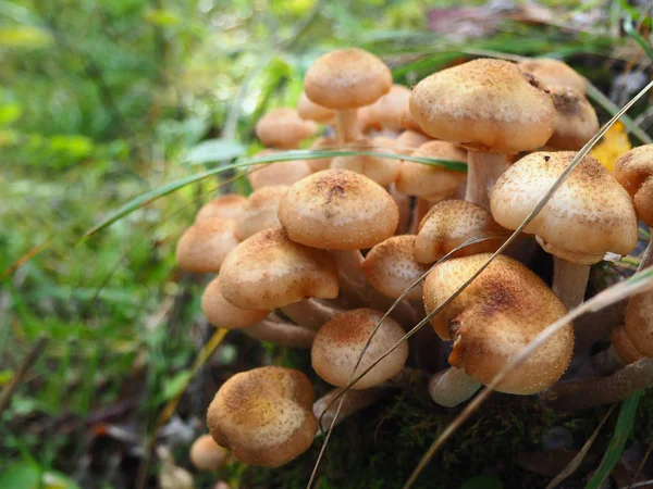 Bunch of young honey mushrooms growing in the forest — Stock Photo, Image