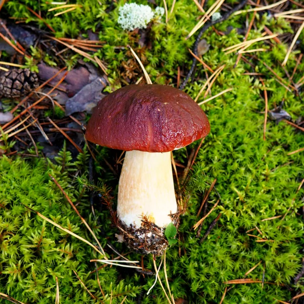 Vild ekologisk vit svamp i skogen — Stockfoto