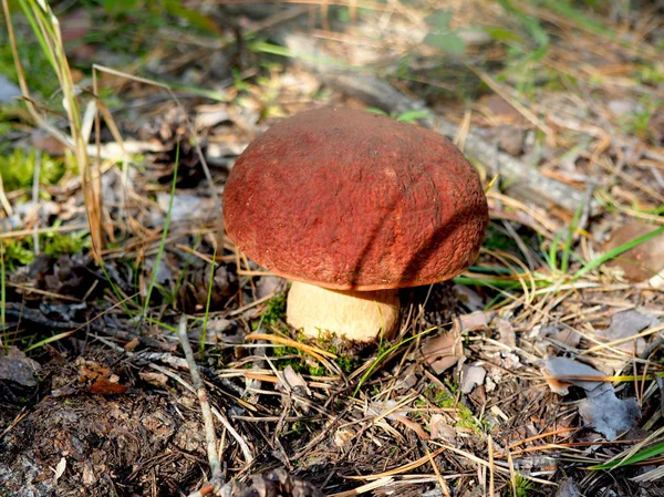 Wild biologische witte paddestoelen in het bos — Stockfoto