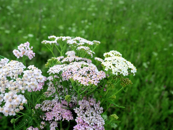 Milfoil flowers in sunny meadow — Stock Photo, Image