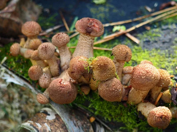 Bunch of young honey mushrooms growing in the forest — Stock Photo, Image