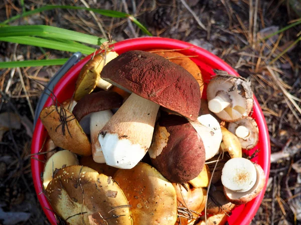 Ormandaki yabani organik beyaz mantar