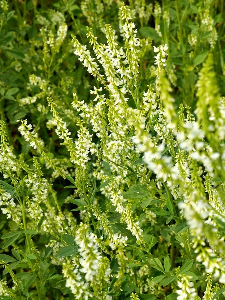 Melilotus albus flowers on meadow — Stock Photo, Image