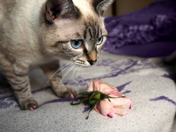 Σιαμέζα γάτα τρώει ένα τριαντάφυλλο — Φωτογραφία Αρχείου