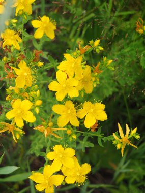 Taze St John's wort aldı