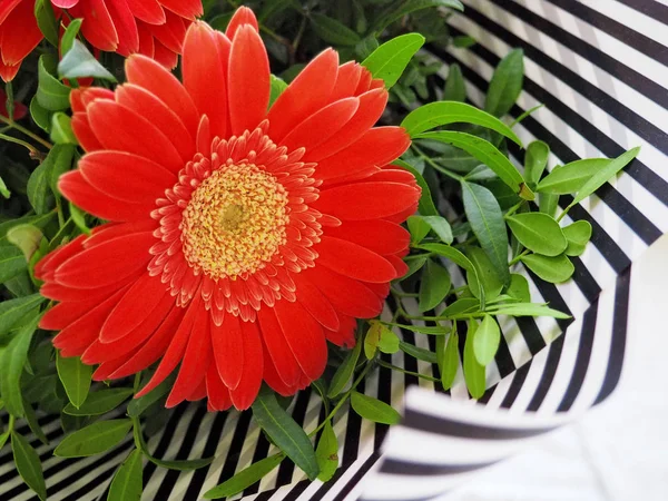 빨간 거 베라 꽃 꽃다발 — 스톡 사진