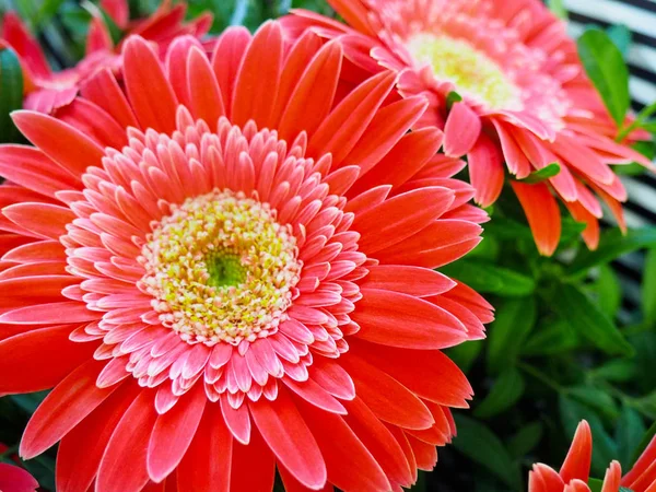 Red gerbera flowers bouquet — Stock Photo, Image