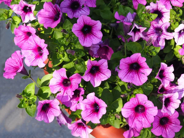 Fiori di petunia rosa fioriscono — Foto Stock