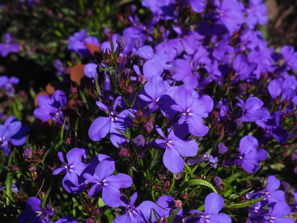 Blå avslutande Lobelia blommor nära upp skott — Stockfoto