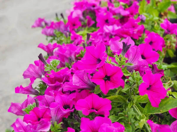 Magenta pink petunia flowers bloom — Stock Photo, Image