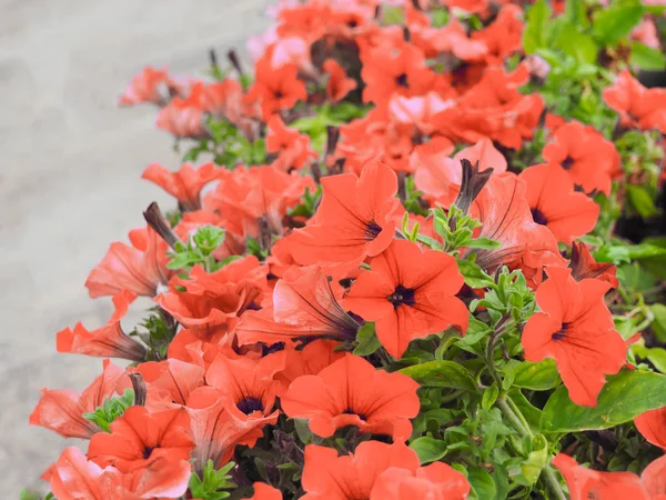 Fiori di petunia rosa fioriscono — Foto Stock