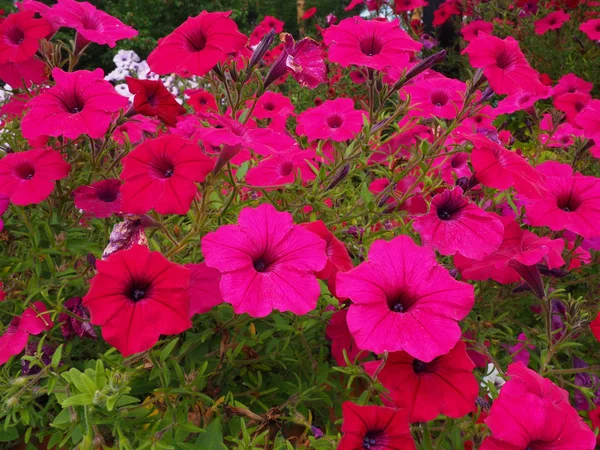 Fiori di petunia rosa fioriscono — Foto Stock