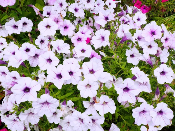 Fioritura di fiori di petunia bianca — Foto Stock