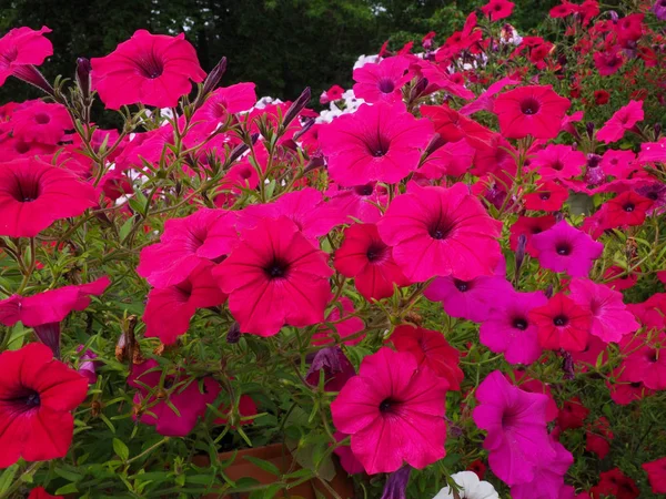 Fiori di petunia rosa fioriscono — Foto Stock