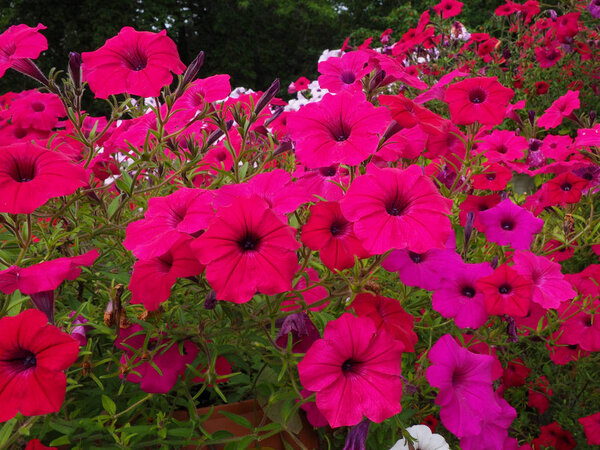 Pink petunia flowers bloom