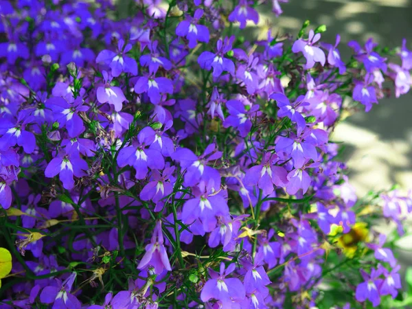 Blauwe Lobelia achterstand bloemen sluiten uo schot — Stockfoto