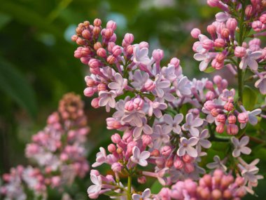 Görüntüyü bahar Eflatun mor çiçek