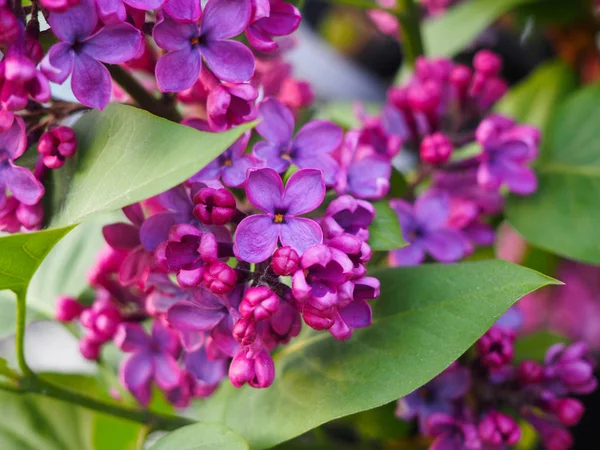 Macro bild av lila lila vårblommor — Stockfoto