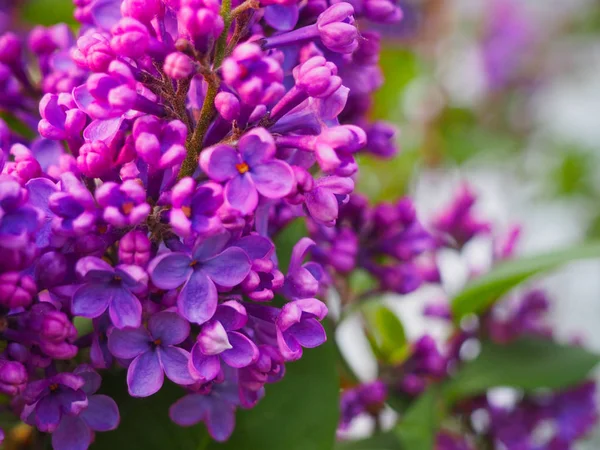 Macro bild av lila lila vårblommor — Stockfoto