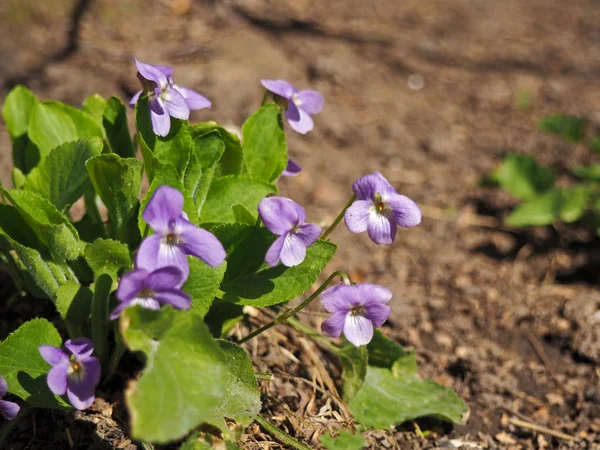 Ανθισμένα Viola odorata, γλυκό βιολετί, ξύλο βιολετί, Αγγλικά βιολετί, κοινή βιολετί ή κήπου Βιολέτα — Φωτογραφία Αρχείου