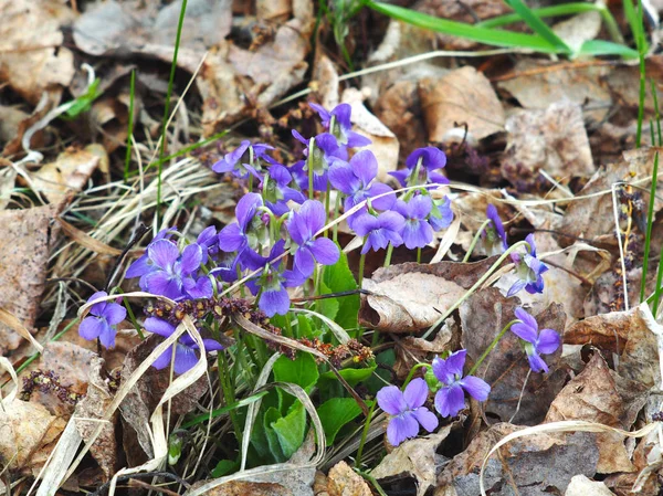 Çiçek açan Viola odorata, tatlı mor, ahşap Menekşe, İngilizce Violet, ortak Violet veya Bahçe Violet