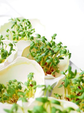 Microgreens salata büyüyen