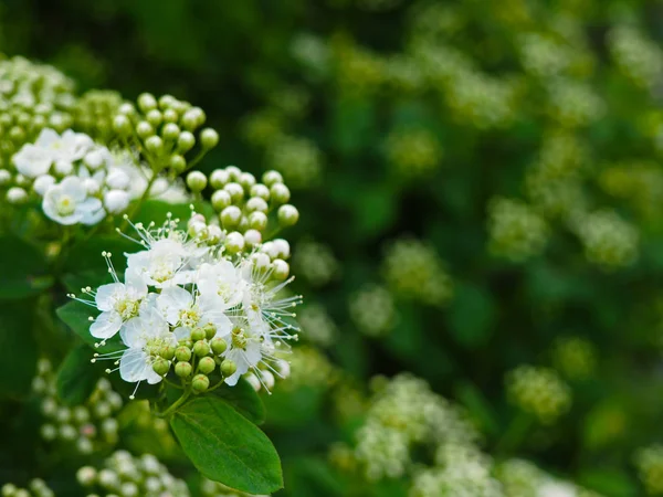 White spring Spiraea flowers blooming — Stock Photo, Image