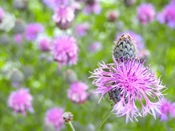 Brown knapweed in the meadow — Stock Photo, Image