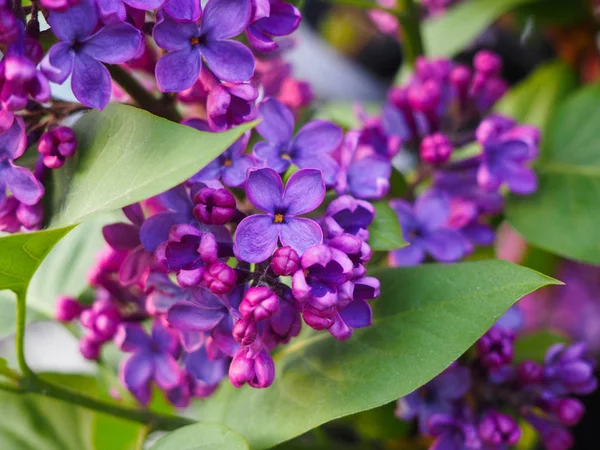 Μακροεντολή εικόνα της άνοιξης λιλά μοβ λουλούδια — Φωτογραφία Αρχείου